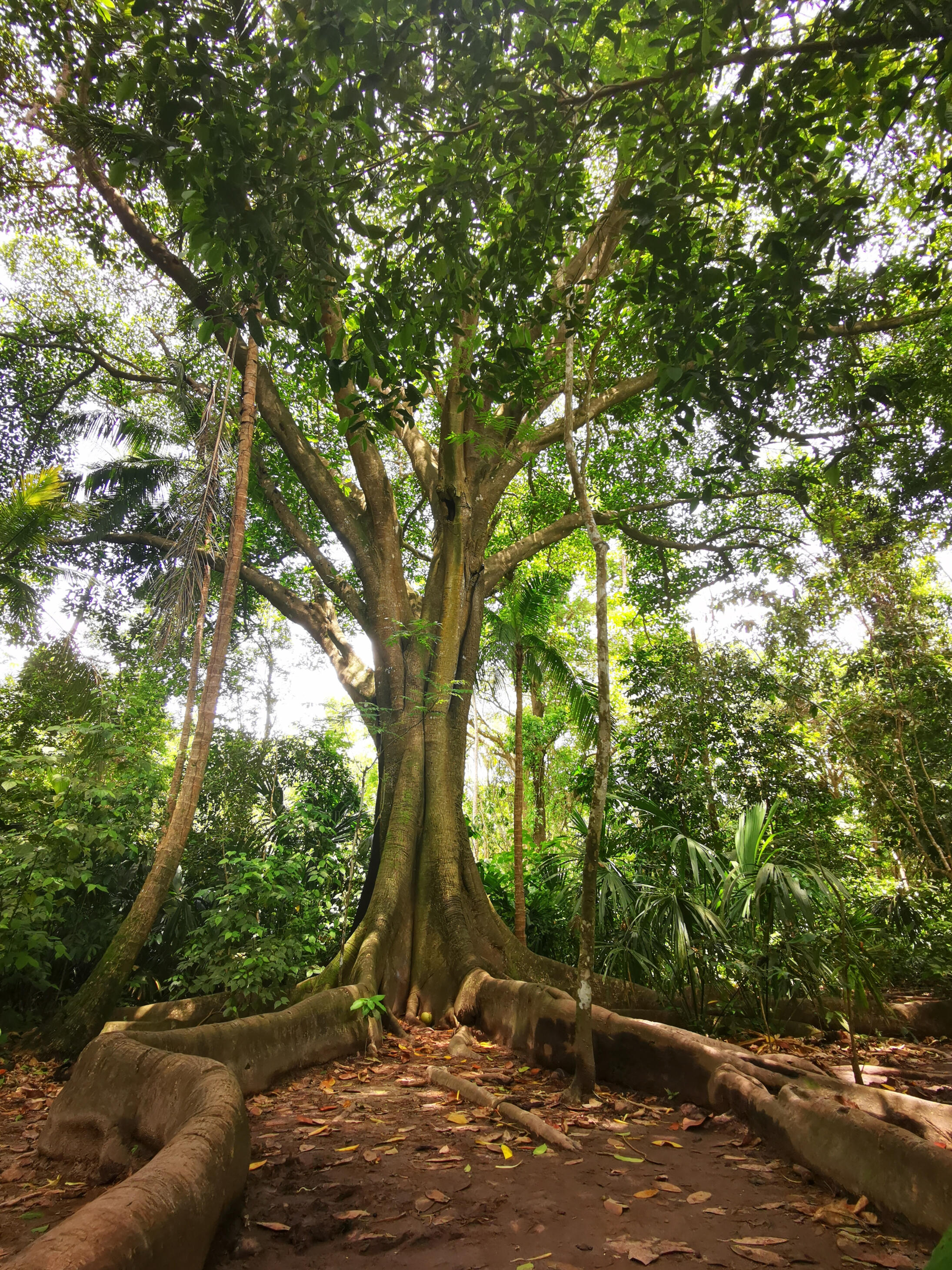 Nature, arbre, respiration.